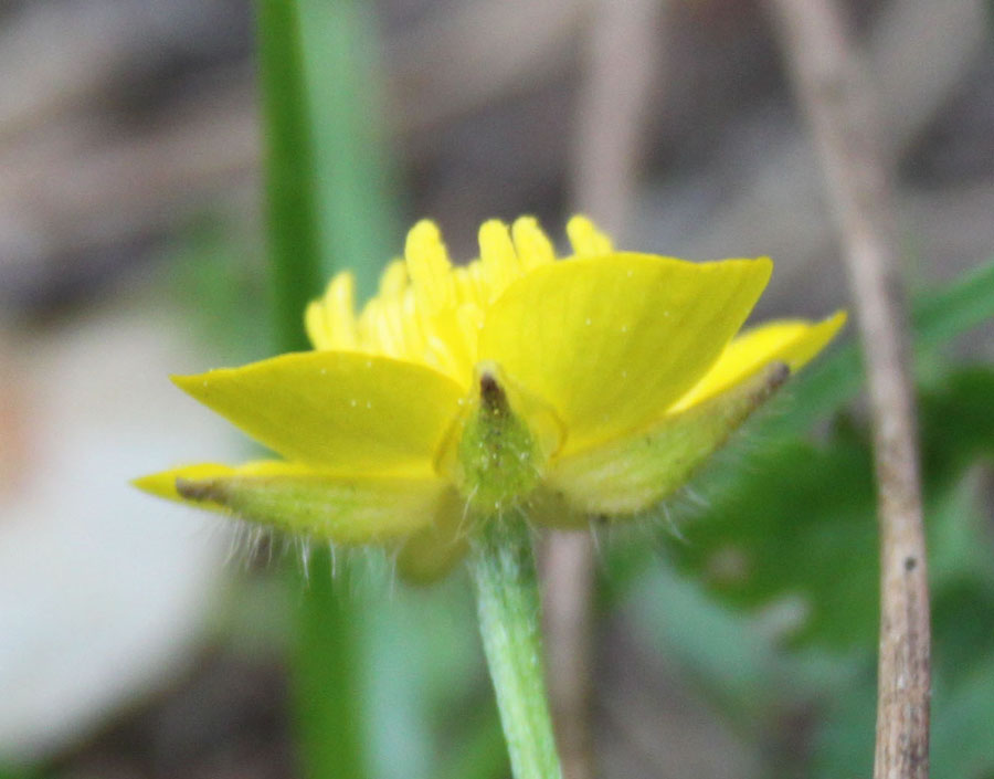 bosco misto 10 - Ranunculus sp
